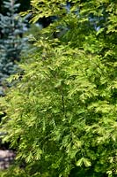 Metasequoia glyptostroboides Spring Cream