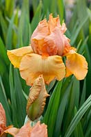 Iris x germanica Savannah Sunset