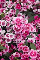 Dianthus Ideal Select Raspberry