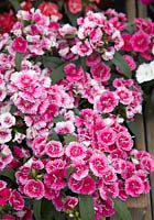Dianthus Ideal Select Raspberry