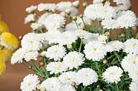 Argyranthemum White Adalia