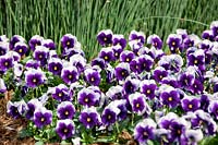 Viola Floral Power Deep Purple Beacon