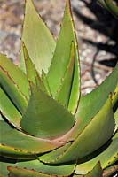 Aloe comptonii x tomentosa
