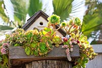 Bird house with succulents