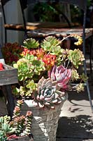 Plant container with succulents