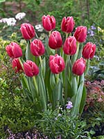 Tulipa Triumph Expression