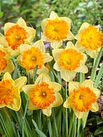 Narcissus Large Cupped Ferris Wheel