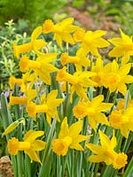 Narcissus cyclamineus Tweety Bird