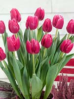 Tulipa Triumph Expression