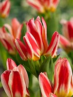 Tulipa multiflora Floresta
