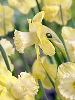 Narcissus Large Cupped Snow Frills