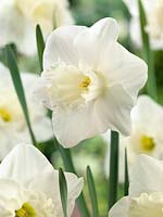 Narcissus Trumpet Paloma Blanca
