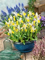 Iris bucharica in pot