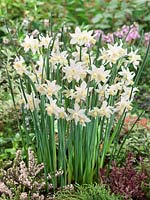 Narcissus cyclamineus Toto