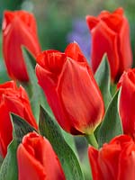 Tulipa greigii Princesse Charmante