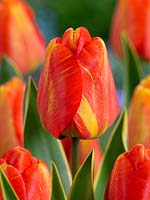 Tulipa Darwin Hybrid Mystic Garant