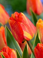 Tulipa Darwin Hybrid Mystic Garant