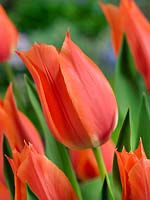 Tulipa Single Late Big Brother