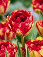 Tulipa Double Late Sundowner ®