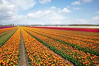 Tulip field with Tulipa Triumph Leen van der Mark