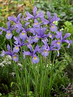 Iris x hollandica Hildegarde