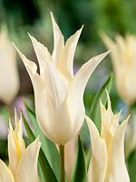 Tulipa Lily Flowered Mutant of Rosalie