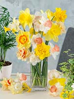 Flower Bouquet with Narcissus