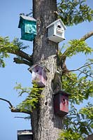 Bird houses on tree trunk