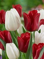 Tulipa Triumph Seadov and Pim Fortuyn mixed