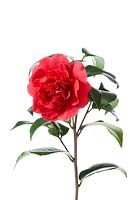 Camellia japonica Kramer's Supreme