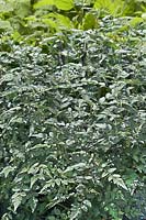 Rubus thibetanus Silver Fern