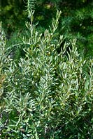 Shepherdia argentea