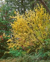 Punica granatum in autumn