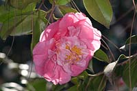 Camellia japonica Ann Blair Brown