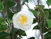 Camellia japonica Charlie Bettes