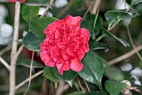 Camellia japonica Waratah