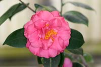 Camellia japonica Susan Shackelford