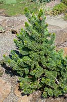 Pinus aristata Bashful #75