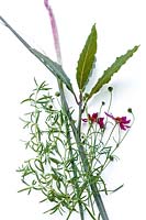 Coreopsis rosea American Dream, Laurus nobilis, Pennisetum, Rosmarinus
