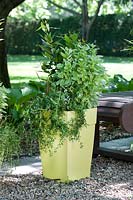 Plant containter with herbs