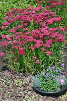 Plant container with Campanula portenschlagiana, Dianthus Frosty Fire, Viola Purple Showers