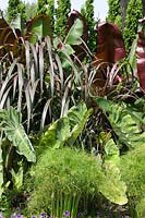 Perennial border with Pennisetum, Ensete, Cyperus, Colocasia