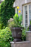 Plant container with perennials, Canna and ornamental grasses