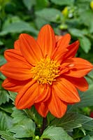 Dahlia x hortensis Figaro Orange
