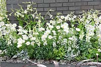 Plant border with annuals in white colors