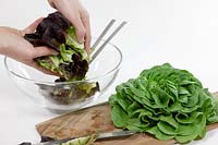 Lactuca sativa Salanova ® salad preparation