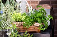 Basket with Herbs