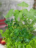Herb and Salad Mix  Ziervogel Vitamingarten