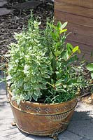 Plant container with herbs