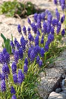 Spring border with Muscari 